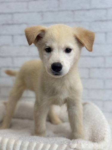 MIX・雑種 犬の販売・譲渡 13542 5月28日デビュー! ゴベリアン8210