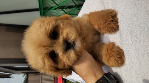 MIX・雑種 犬の販売・譲渡 13543 フサフサペキプーの女の子 込み価格