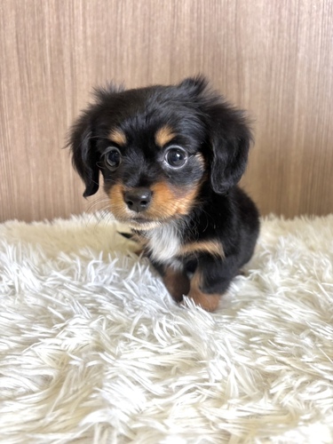 MIX・雑種 犬の販売・譲渡 13545 チワックス 女の子