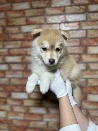 MIX・雑種 犬の販売・譲渡 13552 ポンスキー8827