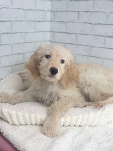 MIX・雑種 犬の販売・譲渡 13553 ゴールデンドゥードル3867