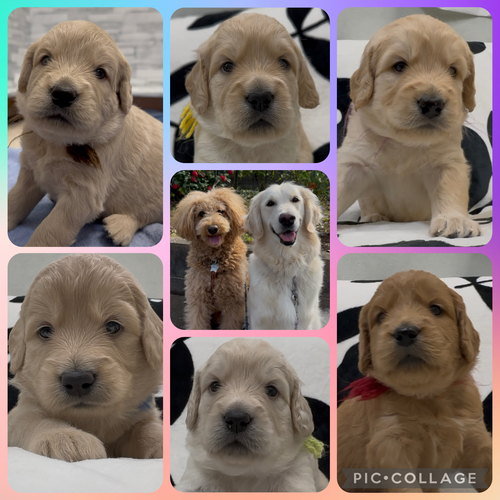 MIX・雑種 犬の販売・譲渡 13554 ゴールデンドゥードルF1イングリッシュ系飼いやすい