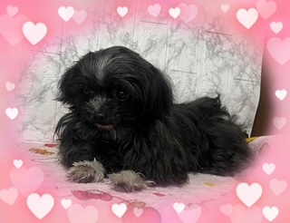MIX・雑種 犬の販売・譲渡 13555 目の真ん丸なとにかく性格が良い吠えないフリーOK