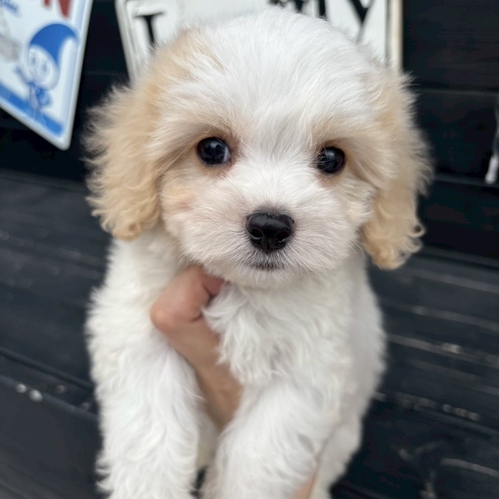 MIX・雑種 犬の販売・譲渡 13557 ★とってもかわいいキャバプー