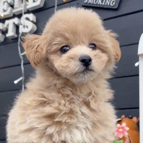MIX・雑種 犬の販売・譲渡 13559 ★もふもふポメプーくん