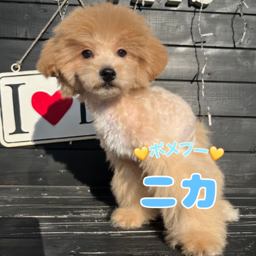 MIX・雑種 犬の販売・譲渡 13559 ★ポメプー★