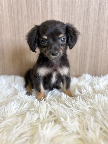 MIX・雑種 犬の販売・譲渡 13560 チワックス 男の子3150