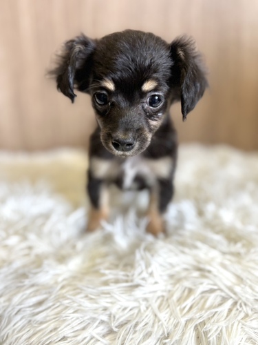 MIX・雑種 犬の販売・譲渡 13561 チワックス男の子2088