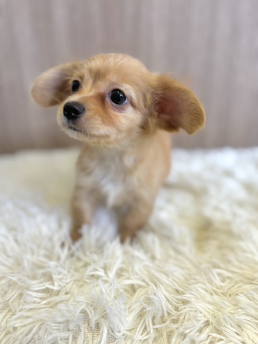 MIX・雑種 犬の販売・譲渡 13563 チワックス男の子6099