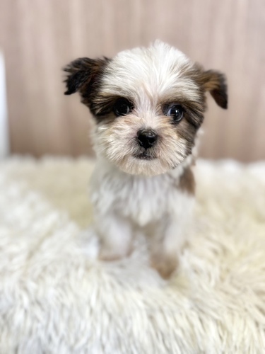 MIX・雑種 犬の販売・譲渡 13564 ヨーキー×シーズーmix9283