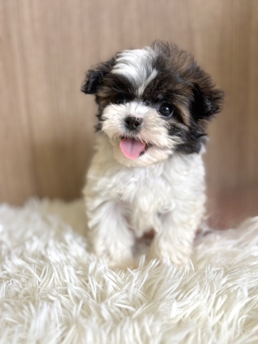 MIX・雑種 犬の販売・譲渡 13565 ヨーキー×シーズーmix8128