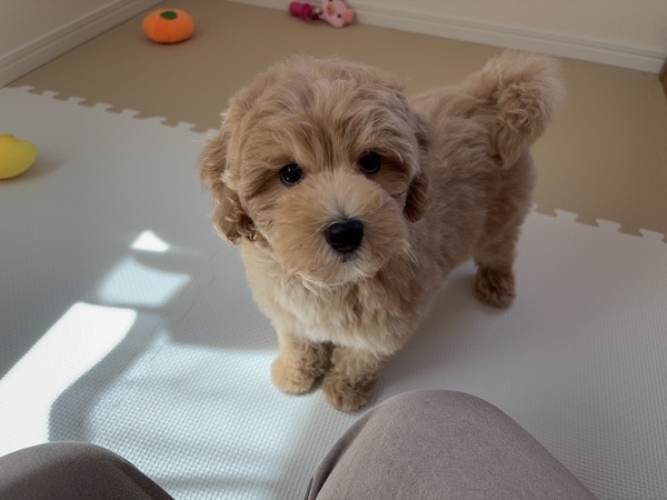 MIX・雑種 犬の販売・譲渡 13566 【特典あり!!】色素しっかり!むちむちボディー