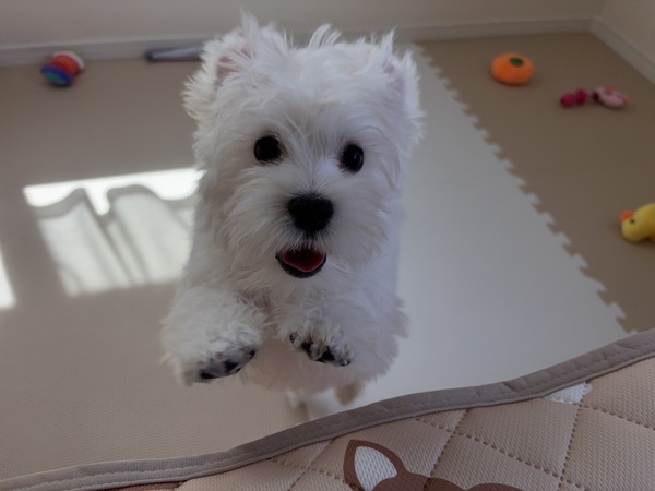 MIX・雑種 犬の販売・譲渡 13567 【特典あり!!】よく食べ、よく寝て、よく遊ぶ!!子