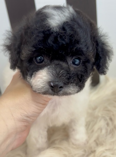 ビションプーの男の子 犬の販売 13571
