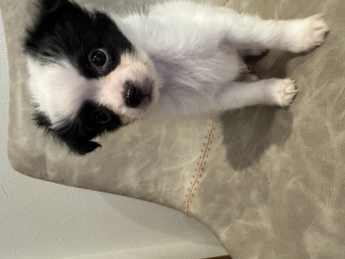 MIX・雑種 犬の販売・譲渡 13574 ポメチーチーのブラックパーティー男の子