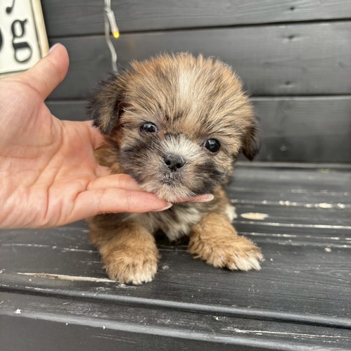 MIX・雑種 犬の販売・譲渡 13576 ★ちびちびヨーシーちゃん