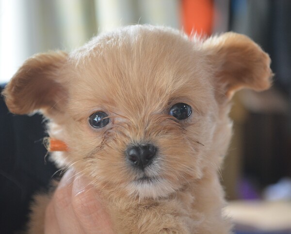 MIX・雑種 犬の販売・譲渡 13580 当日見学OK◎オレンジ君