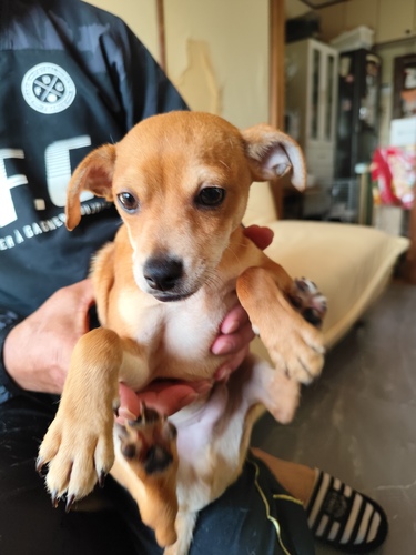 MIX・雑種 犬の販売・譲渡 13584 とっても可愛いいチワピン