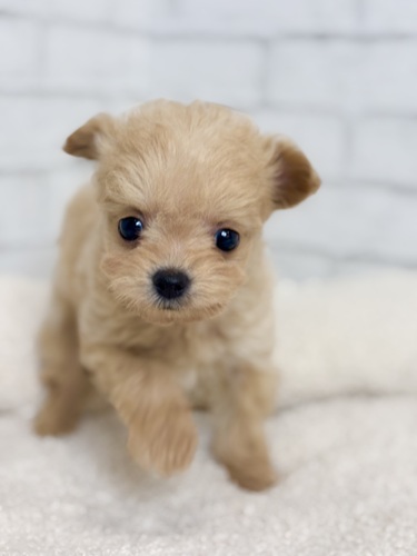 MIX・雑種 犬の販売・譲渡 13589 6月11日デビュー!チワプー1632