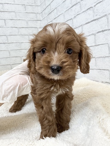 MIX・雑種 犬の販売・譲渡 13590 キャバプー1484