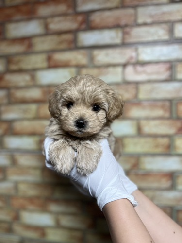MIX・雑種 犬の販売・譲渡 13592 マルプー男の子 クリームホワイト