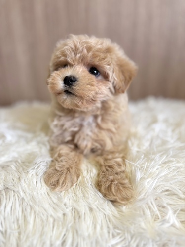MIX・雑種 犬の販売・譲渡 13593 マルプー女の子 クリーム