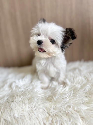 MIX・雑種 犬の販売・譲渡 13594 チワワ×ヨーキーmix 男の子