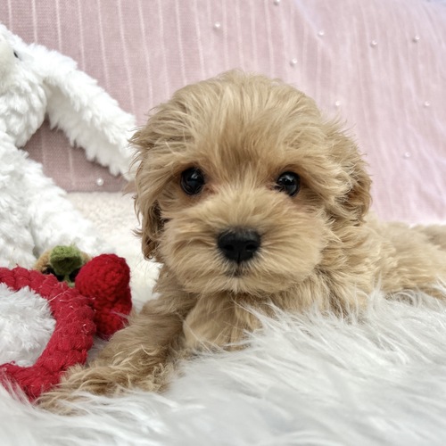 MIX・雑種 犬の販売・譲渡 13597 マルプー