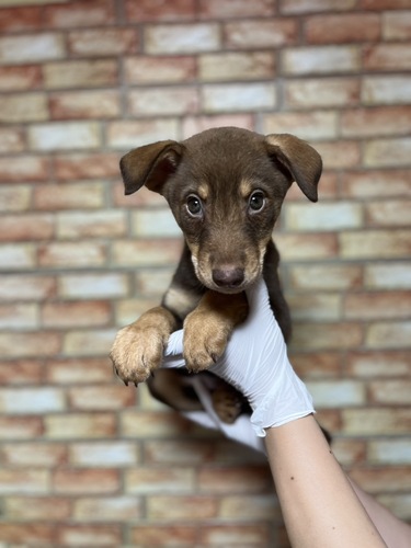 MIX・雑種 犬の販売・譲渡 13599 ドーベルマン×ハスキー3257