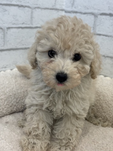 MIX・雑種 犬の販売・譲渡 13600 マルプー9898