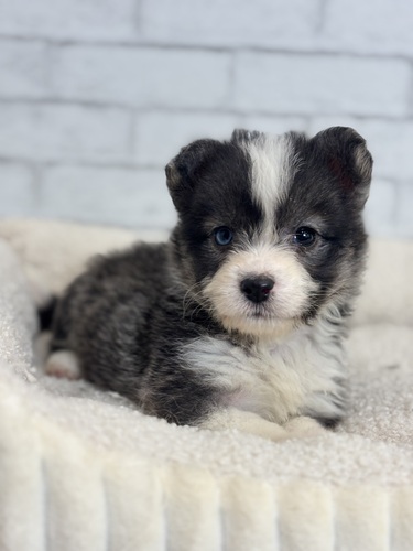 MIX・雑種 犬の販売・譲渡 13601 ビション×ハスキー3777