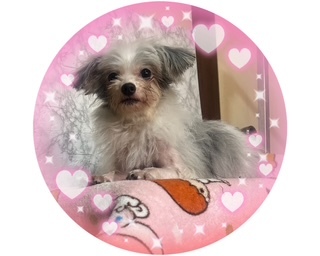 MIX・雑種 犬の販売・譲渡 13603 ブルーマールホワイトの懐っこい明るい従順な性格