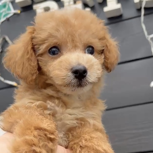 MIX・雑種 犬の販売・譲渡 13604 ★マルプーくん