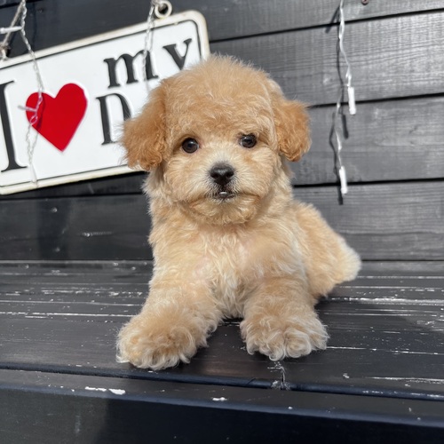 MIX・雑種 犬の販売・譲渡 13606 ★ビションプーちゃん