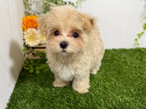 MIX・雑種 犬の販売・譲渡 13608 可愛いマルプーちゃん