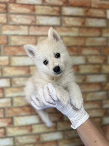 MIX・雑種 犬の販売・譲渡 13609 ポンスキーくん8283
