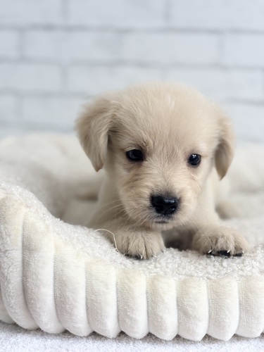 MIX・雑種 犬の販売・譲渡 13610 サモエド×ゴールデン3517
