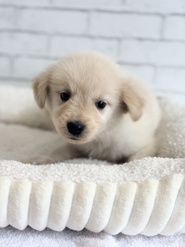 MIX・雑種 犬の販売・譲渡 13611 サモエド×ゴールデン2522