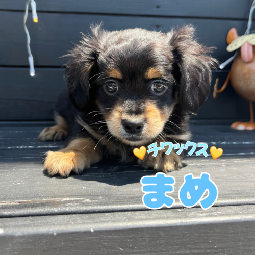MIX・雑種 犬の販売・譲渡 13612 ★チワックス★総額表記!サマーフェア