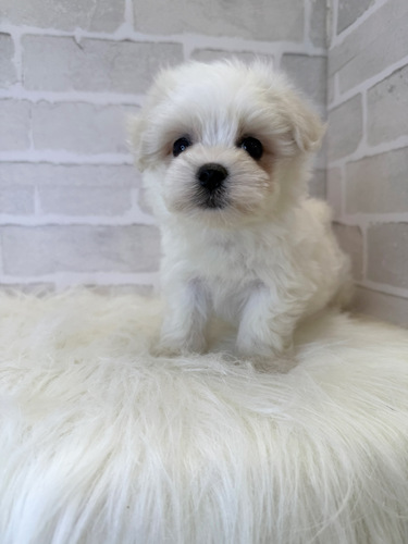 MIX・雑種 犬の販売・譲渡 13613 マルビションちゃん。お迎え総額。