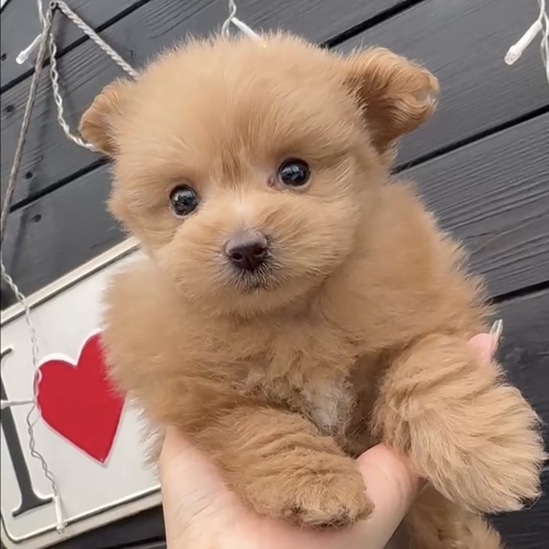 MIX・雑種 犬の販売・譲渡 13615 ★ポメプーちゃん