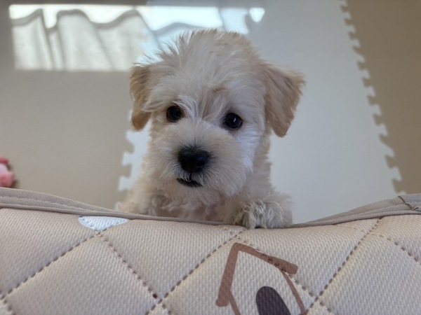 MIX・雑種 犬の販売・譲渡 13617 【特典あり】抜け毛なし!トレーニングも順調!賢