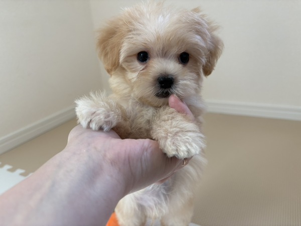 MIX・雑種 犬の販売・譲渡 13618 【特典あり】ちびちびマルプー
