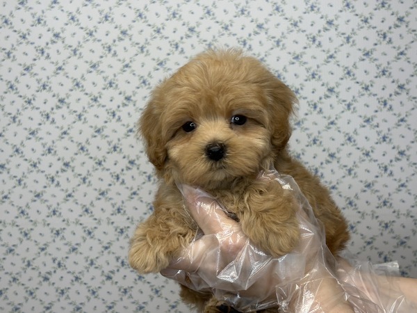 【特典あり】面白い不思議ちゃんな性格の子 犬の販売 13620