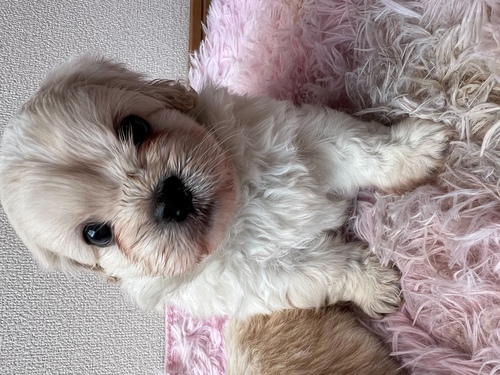 MIX・雑種 犬の販売・譲渡 13622 ぷーぺきちゃん