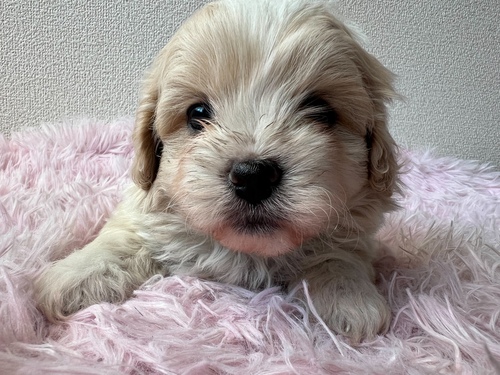 MIX・雑種 犬の販売・譲渡 13623 ぷーぺきちゃん