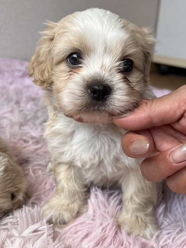 MIX・雑種 犬の販売・譲渡 13624 ぷーぺきちゃん