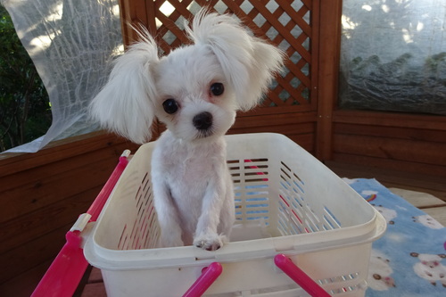MIX・雑種 犬の販売・譲渡 13625 チワマルの可愛い男の子