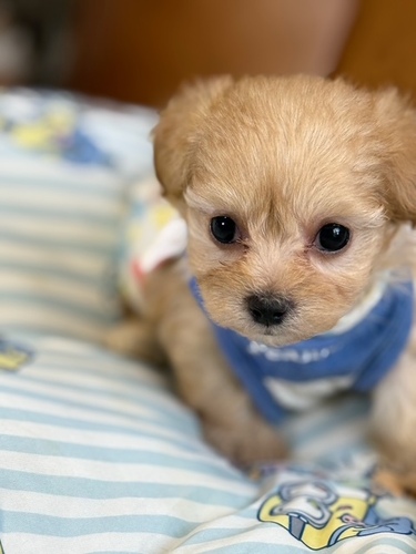 MIX・雑種 犬の販売・譲渡 13631 マルプーのちっちゃい赤ちゃん達☆