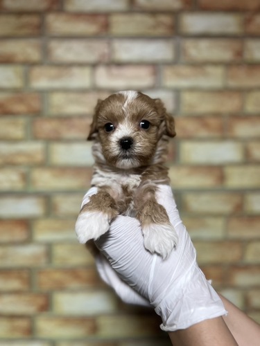 MIX・雑種 犬の販売・譲渡 13640 マルプー1710 アプリコット